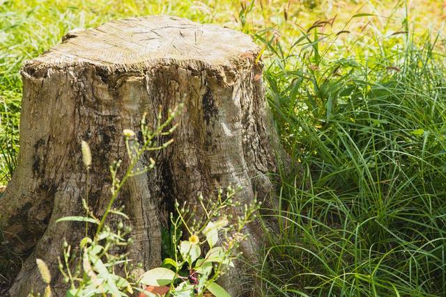 Front yard oak stump
