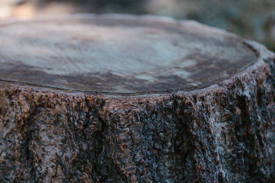 Flush-cut backyard stump