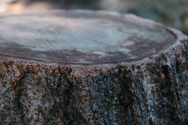 Flush-cut backyard stump