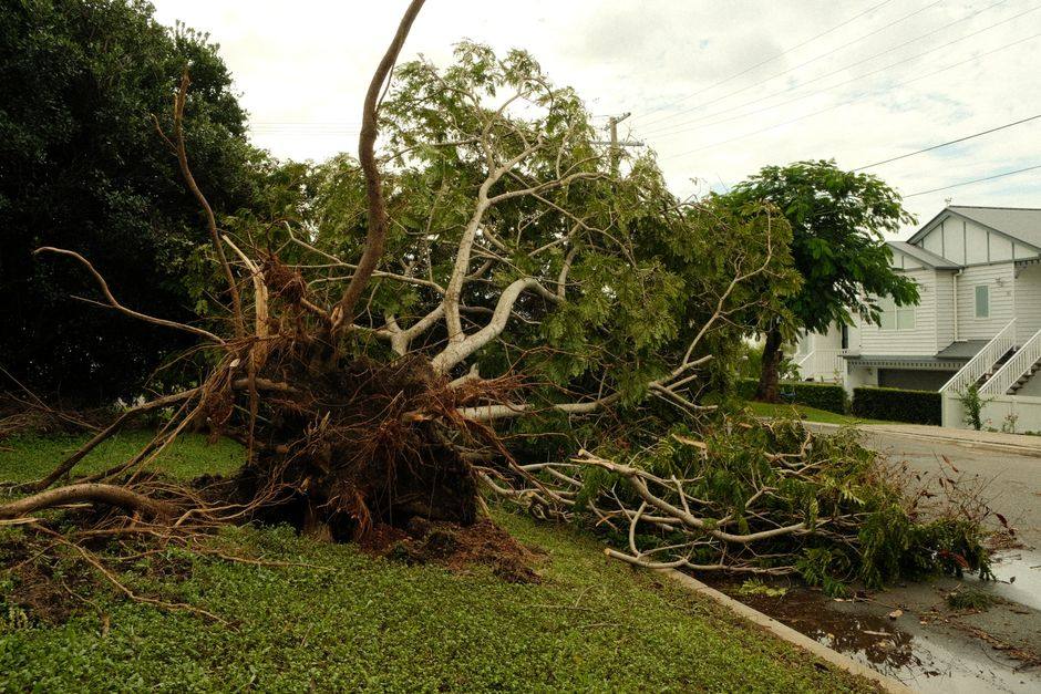 Storm-felled tree by the house
