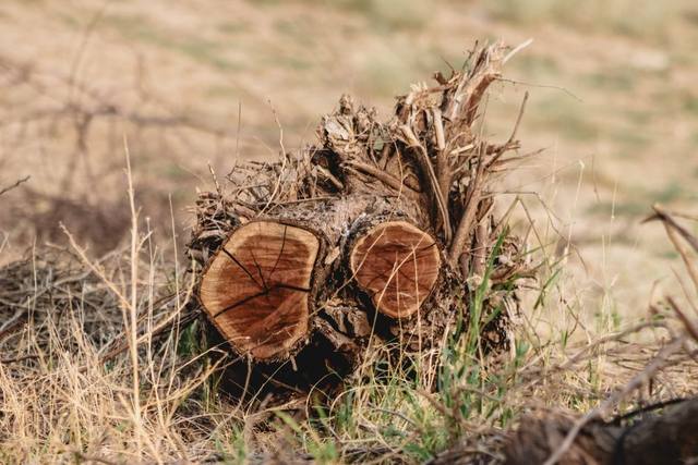 Twin maple stumps — ground out